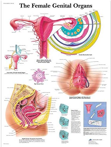 3B Scientific la femmina Genital organi grafico