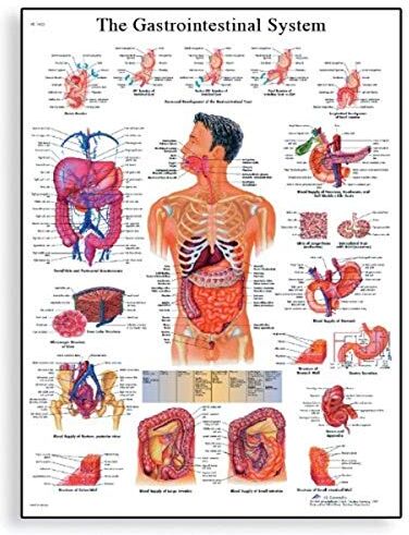 3B Scientific Il sistema 3B Scientific Gastrointestinal grafico