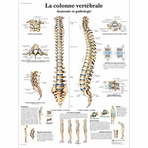 3B Scientific Colonna Vertebrale Tavola Didattica Anatomica su Carta Laminata, Multicolore, 50 x 67 cm