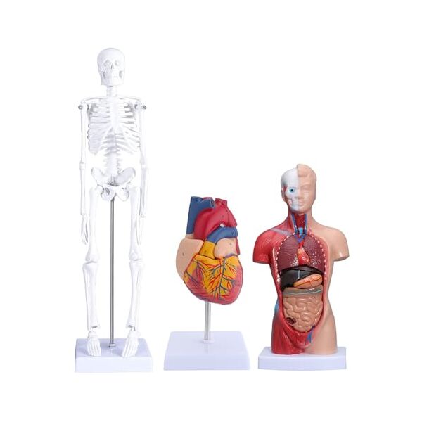 omabeta modello osso a forma di cuore, modello per il corpo umano, stabile, base verticale, design rimovibile per dimostrazione del corso sanitario