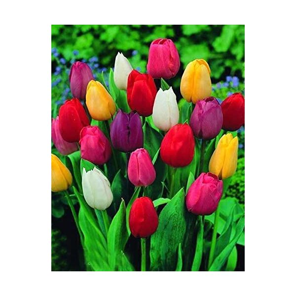 generico 30 x tulipani misti - bulbi di alta qualità (30)