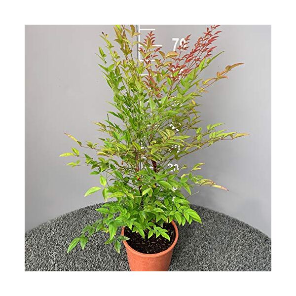 genérico nandina domestica │ pianta sempreverde in vaso Ø 18 cm