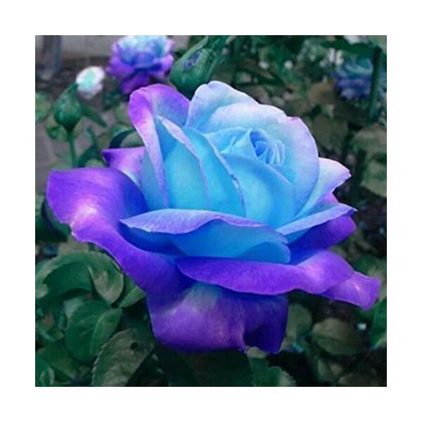 austinstore 50 pcs rare bleu rose roses plantes en pot rose de fleurs de 50 pcs/pack bleu