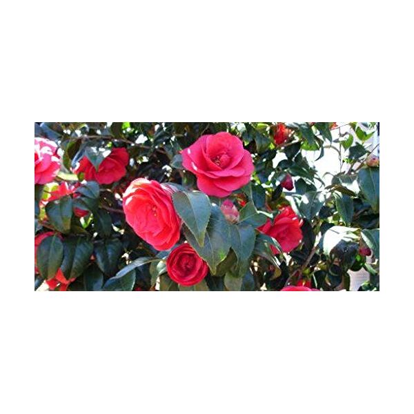 bloom green co. rose rosse camelia semi piante in vaso semi terrazza sul tetto giardino di fiori in vaso bonsai comune camellia semi 100pcs: 3