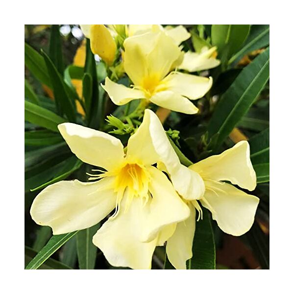 lulubor 5pcs semi di oleandro giallo odore fresco poca difficoltà a piantare decorazione naturale giardinaggio estensivo cortile piantagione