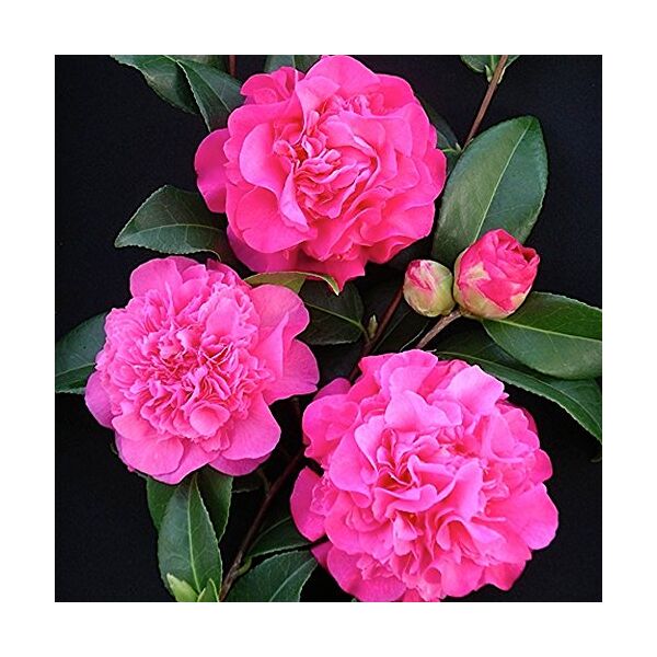 gardenersdream 1 pianta di arbusto sempreverde robusto di camellia williamsii 'debbie' in vaso.