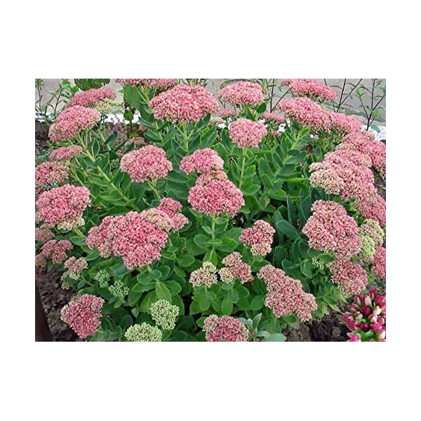 vistaric mix-colori semi di stonecrop 50 pz/borsa sedum spectabile boreau semi di fiori bellissimo fiore giardino di casa pianta bonsai