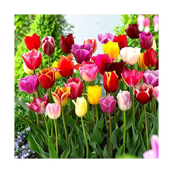 foojo 10 bulbi di tulipani colorati misti varietà di facile manutenzione colori forti e abbaglianti del giardino ideali per mazzi di piante perenni esotiche e contenitori