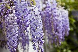 Generico 2 buste di semi glicini, albero con fiori lilla, fiori viola, bellissima fioritura, ideali per giardini e porticati