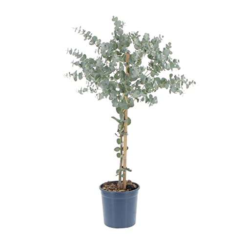 KENTIS - Eucalyptus Gunnii - Alberello Eucalipto - Piante Vere da Esterno Resistenti - Pianta da Giardino Antizanzara - H 40-50 cm Vaso Ø 15 cm