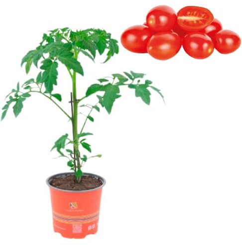 Generico 1 Pianta di Pomodoro INNESTATO POMODORI Datterino di Sicilia ROSSO in VASO 14 CM AMDGarden