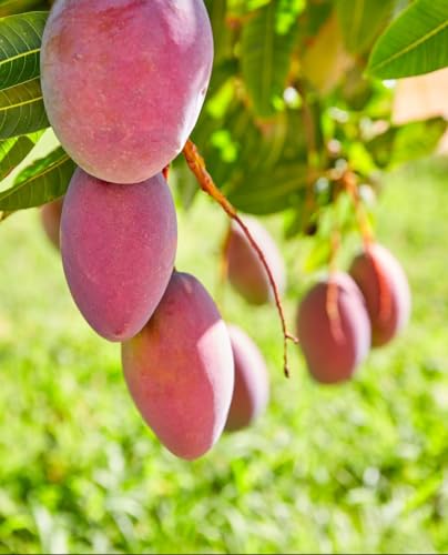 Generico Pianta di MANGO ‘Tommy Atkins’ Mangifera Indica - Pianta innestata - in vaso Ø 18 cm – h. 120/150 cm