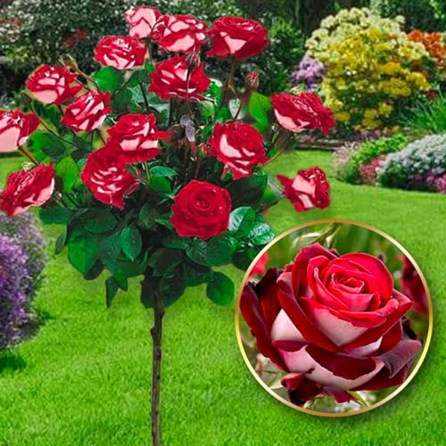 EUROPA GREEN Rose ad alberello - Alta 120 cm - Ideale per balconi, terrazze e piccoli giardini - Adatta per vasi e in terra (Osiria)