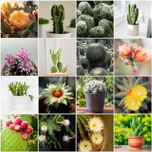 Generic 50 pezzi di semi di cactus - vasi per piante, piante decorative, giardino di erbe, semi di cactus, piante carnivore, piante grasse, piante succulente, piante in vaso resistenti, erbe aromati