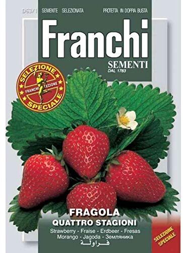 Generic SEMI FRAGOLA 4 STAGIONI FRANCHI SEMENTI