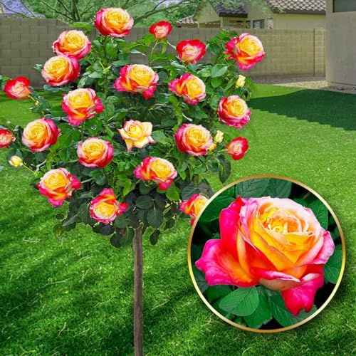 EUROPA GREEN Rose ad alberello - Alta 120 cm - Ideale per balconi, terrazze e piccoli giardini - Adatta per vasi e in terra (Double Delight)