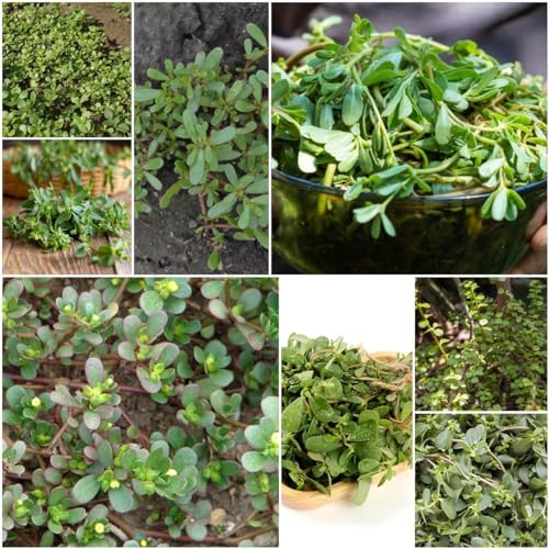 Generic 25 pezzi semi di portulaca resistenti - semi di prato fiorito perenne resistente, Portulaca oleracea, cucina per orto aromatico semi di fiori adatti alle api semi di erbe prato fiorito piant