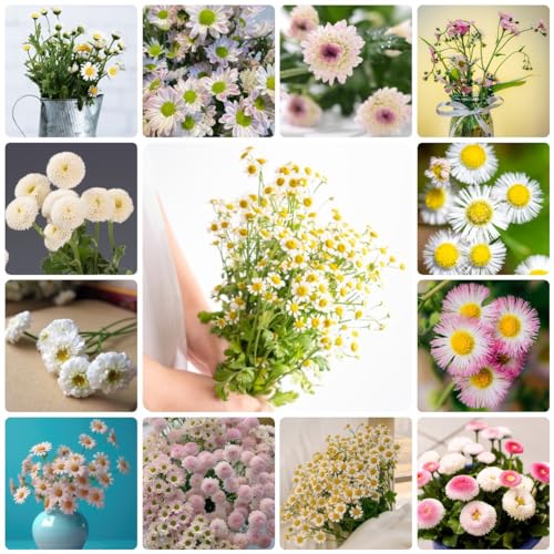 Generic 200 Pezzi Semi Di Margherita Semi Di Fiori Biologici Regalo Ospite, Piante Perenni Perenni Resistenti, Bellis Perennis, Fiori Da Giardino, Semi Di Piante Da Appartamento Piante Rampicanti Se