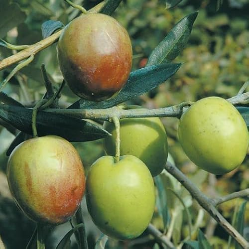 Generico PIANTA DI ULIVO ASCOLANA OLIVA DA TAVOLA FOTO REALI H 170CM PIANTA DI 3 ANNI