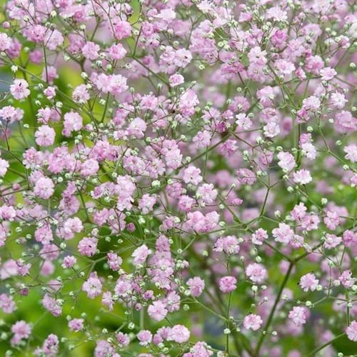 XHLKD-Y 50pcs Heirloom Semi Gypsophila Piantato Nel Giardino Decorativo Patio Balcone Creare Un'atmosfera Romantica Godere La Felicità