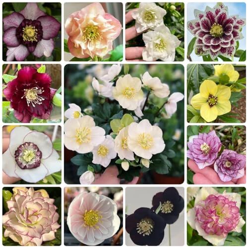 Generic 80 Pezzi Semi Di Piante Di Rose Di Natale - Fiori Da Giardino, Semi Di Piante Da Appartamento, Mix Di Fiori Veri Semi Di Rose Di Natale - Helleborus Thibetanus - Mix Di Fiori Di Campo, Semi