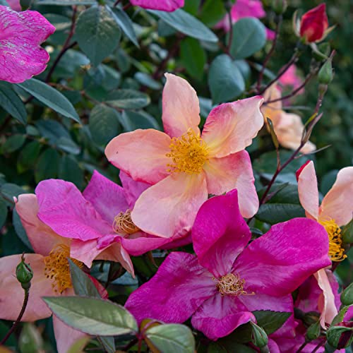 Rosa Chinensis Mutabilis, rosa viva di Rose Barni®, rosa antica in vaso effetto massivo di color giallo zolfo, arancio e rosso cremisi, ideale per siepi e cespugli vigorosi, rifiorente cod. 75209