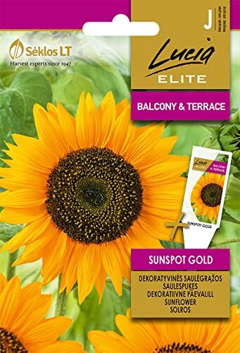 Lucia Elite   Semi di GIRASOLE ORO SUNSPOT   Semi di fiori   Semi di piante   Semi da giardino   1 pacchetto