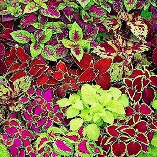 Generico 2 buste di semi coleus arcobaleno in miscuglio, pianta variegata coloratissima