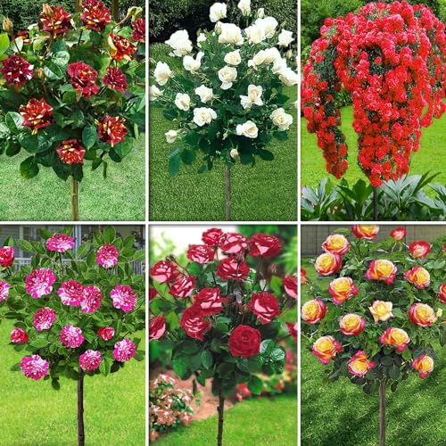 EUROPA GREEN Rose ad alberello - set di 6 rose - Alta 120 cm - Ideale per balconi, terrazze e piccoli giardini - Adatta per vasi e in terra (Scarlet, Pascali, Osiria, Double Delight, Hokus Pokus, Papageno))