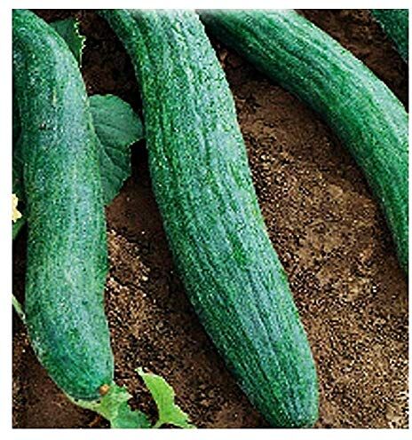 Lovelegis Semi Cocomero Tortarello Barese Scuro Cucumis Sativus Scuri 35 C ca Idea Regalo Natale Festa fresco orto pianta sano genuino gustoso biologico ricette salute saporito genuinità