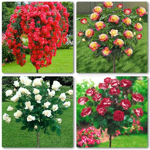 EUROPA GREEN Rose ad alberello - set di 4 rose - Alta 120 cm - Ideale per balconi, terrazze e piccoli giardini - Adatta per vasi e in terra (Scarlet, Pascali, Osiria, Double Delight)