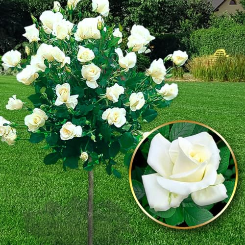 EUROPA GREEN Rose ad alberello - Alta 120 cm - Ideale per balconi, terrazze e piccoli giardini - Adatta per vasi e in terra (Pascali)