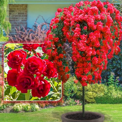 EUROPA GREEN Rose ad alberello - Alta 120 cm - Ideale per balconi, terrazze e piccoli giardini - Adatta per vasi e in terra (Scarlet)