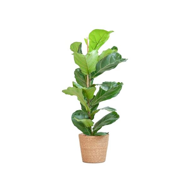 bloompost ficus lyrata + basket, 70-80 cm - pianta da interni - richiede poca manutenzione - facile da coltivare - piante da casa e ufficio - ottima per l'aria pulita - vaso incluso