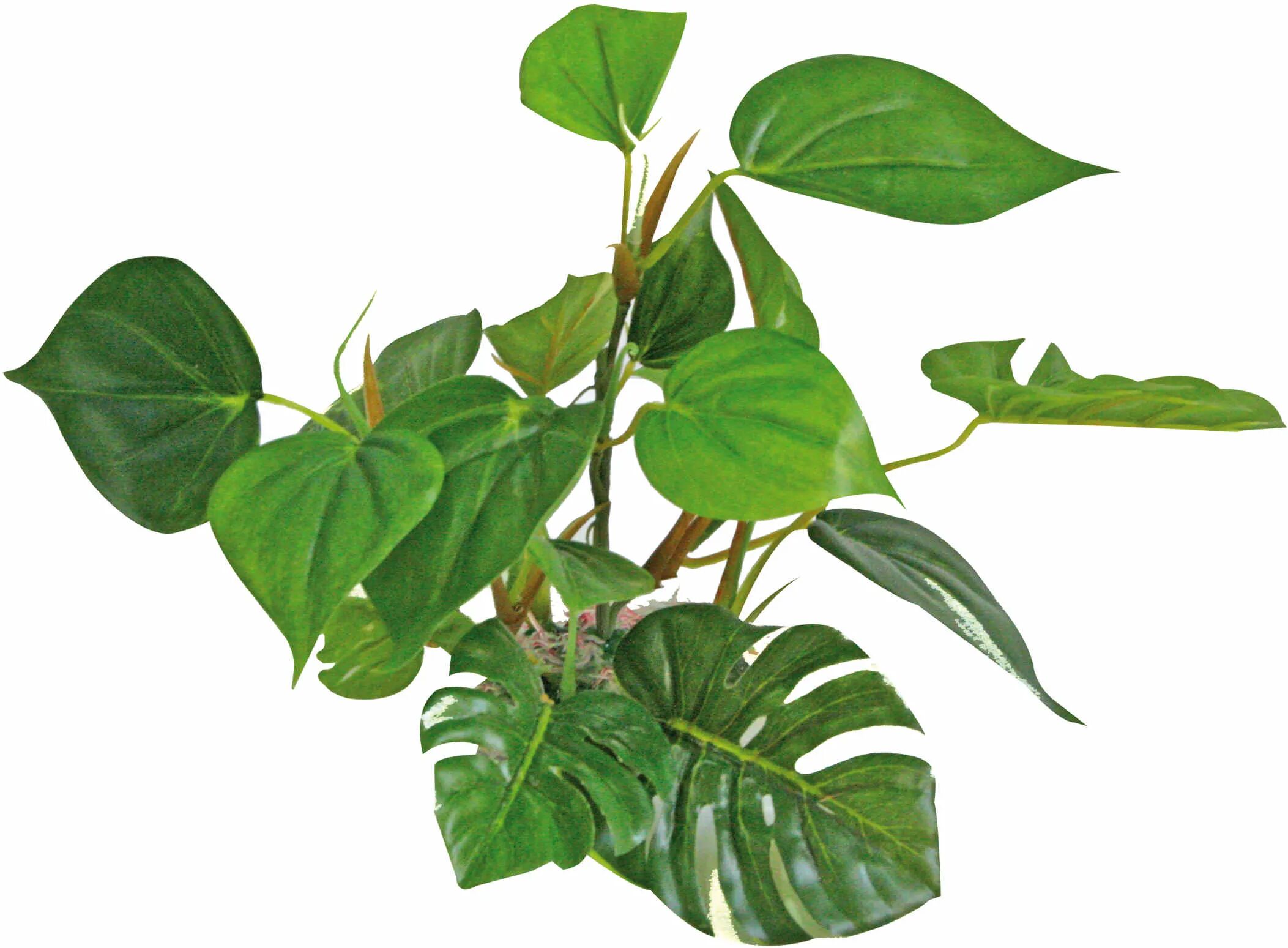 amtra plant replica anubias cm.20