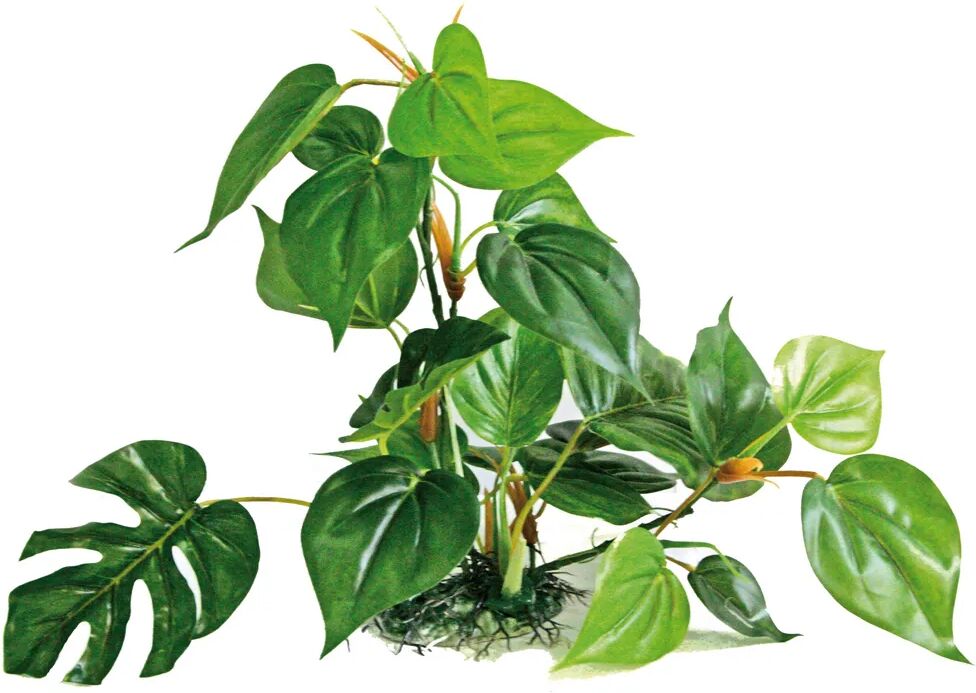 amtra plant replica anubias cm.30