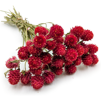 OEM Gomphrena Globulus Essiccata - Bouquet - (globula Sempreverde) - Rosso OEM Gomphrena Globulus Essiccata - Bouquet - (globula Sempreverde) - Rosso