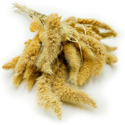 OEM Setaria (setarea) Sbiancato - Bouquet OEM Setaria (setarea) Sbiancato - Bouquet