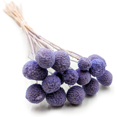 OEM Craspedia Essiccata - (craspedia Extra) - Lavanda - Mazzo Da 15 OEM Craspedia Essiccata - (craspedia Extra) - Lavanda - Mazzo Da 15