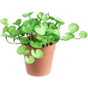 GIORDANOSHOP - Set 3 Piante Di Hydrocotyle Artificiale In Vaso Composta Da 3 Diramazioni Altezza 20 Cm Verde GIORDANOSHOP - Set 3 Piante Di Hydrocotyle Artificiale In Vaso Composta Da 3 Diramazioni Altezza 20 Cm Verde