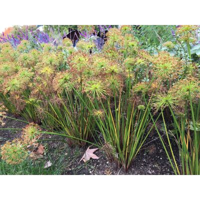 ALTRO Cyperus Haspan Papiro In Vaso 12cm ALTRO Cyperus Haspan Papiro In Vaso 12cm