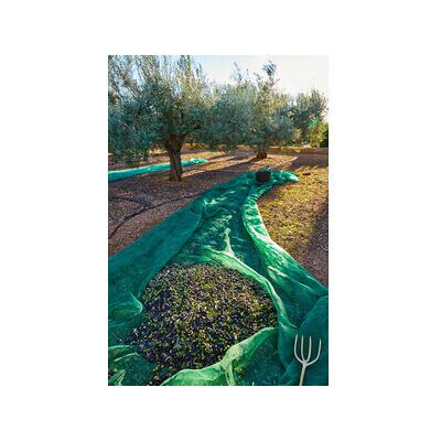 MARCA C Rete P/olive Antispina 80g 10x50m MARCA C Rete P/olive Antispina 80g 10x50m