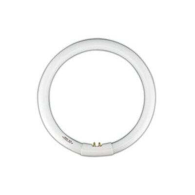 ELECTRO DH T9 Tubo Fluorescente Circolare 22w Light Blanco Dia 6500k 80.359/t9/22/dia ELECTRO DH T9 Tubo Fluorescente Circolare 22w Light Blanco Dia 6500k 80.359/t9/22/dia