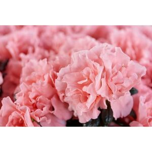 PERAGASHOP 1 Pianta Di Azalea Indica Hortinno Colore Assortito Vaso 13cm PERAGASHOP 1 Pianta Di Azalea Indica Hortinno Colore Assortito Vaso 13cm