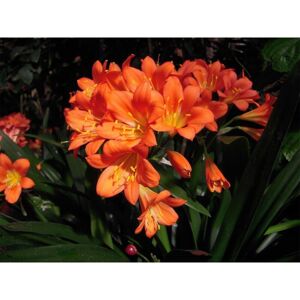 PERAGASHOP 1 Pianta Di Clivia Miniata Arancione In Vaso 15cm Bulbosa Perenne Sempreverde PERAGASHOP 1 Pianta Di Clivia Miniata Arancione In Vaso 15cm Bulbosa Perenne Sempreverde