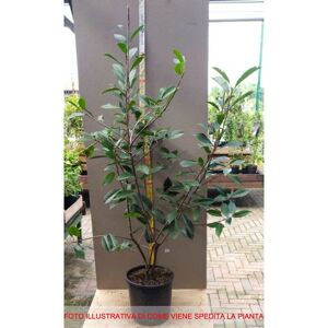 PERAGASHOP 1 Pianta Di Photinia Da Siepe In Vaso 18cm Sempreverde PERAGASHOP 1 Pianta Di Photinia Da Siepe In Vaso 18cm Sempreverde