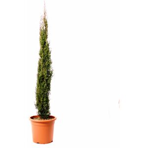 KENTIS Cupressus Sempervirens Totem - Cipresso Pianta Da Siepe Sempreverde - H 100/125 Cm Vaso Ø 20 Cm KENTIS Cupressus Sempervirens Totem - Cipresso Pianta Da Siepe Sempreverde - H 100/125 Cm Vaso Ø 20 Cm