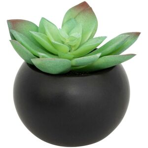 Pianta Succulenta Nera Atmosphera - Tipo di Pianta Pianta Succulenta Nera Atmosphera - Tipo di Pianta