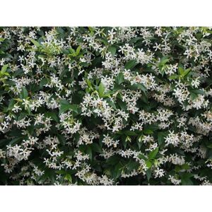 PERAGASHOP Rhynchospernum Jasminoides Vaso 19cm Gelsomino Stellato Trachelospermum PERAGASHOP Rhynchospernum Jasminoides Vaso 19cm Gelsomino Stellato Trachelospermum