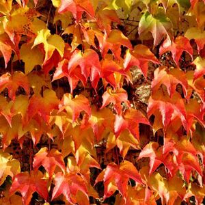 AMDGARDEN Vite Americana Tricuspidata Pergolati Muri Spalliere Rosse In Vaso 18 Cm AMDGARDEN Vite Americana Tricuspidata Pergolati Muri Spalliere Rosse In Vaso 18 Cm